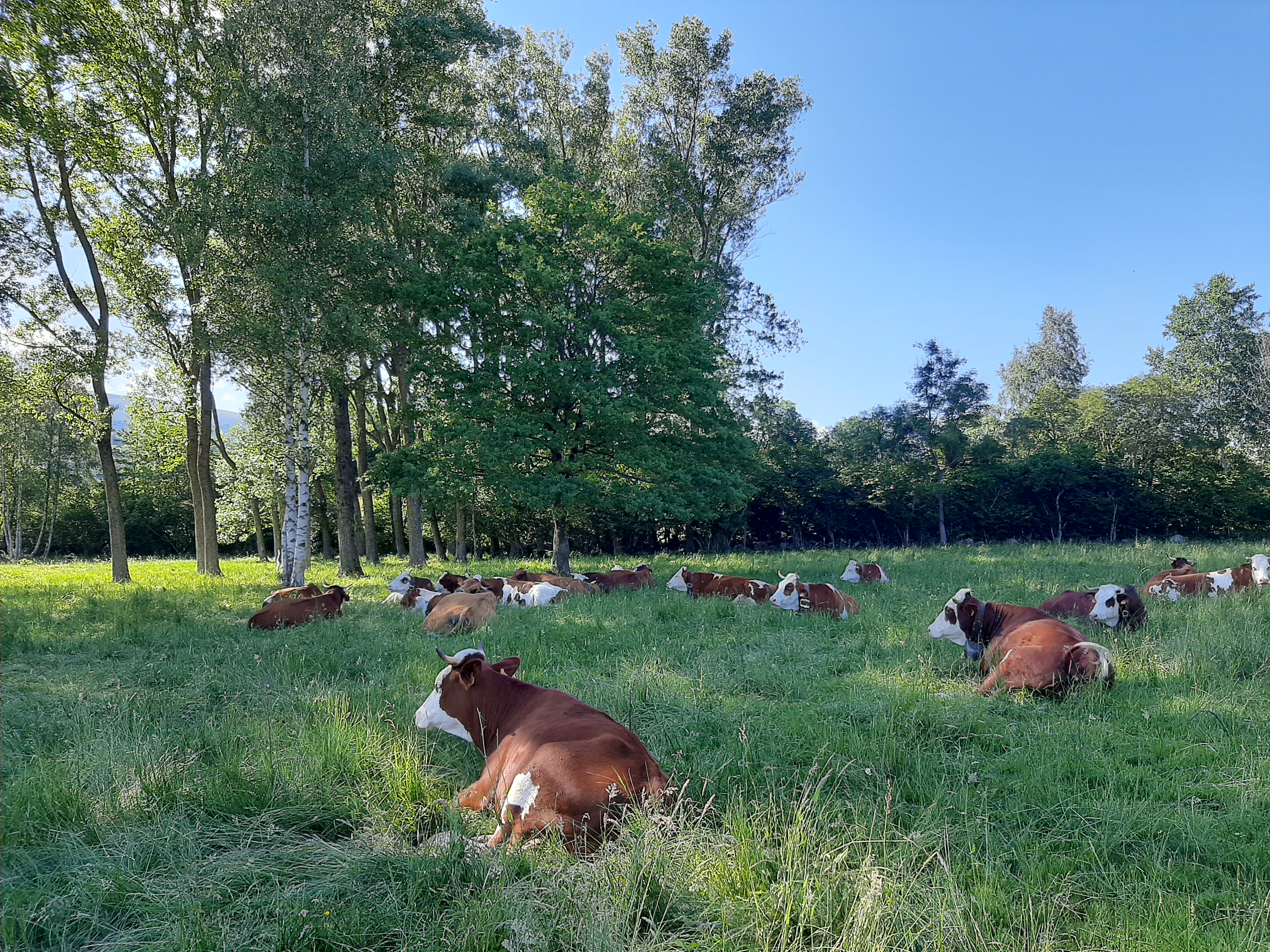 Troupeau GAEC Normand